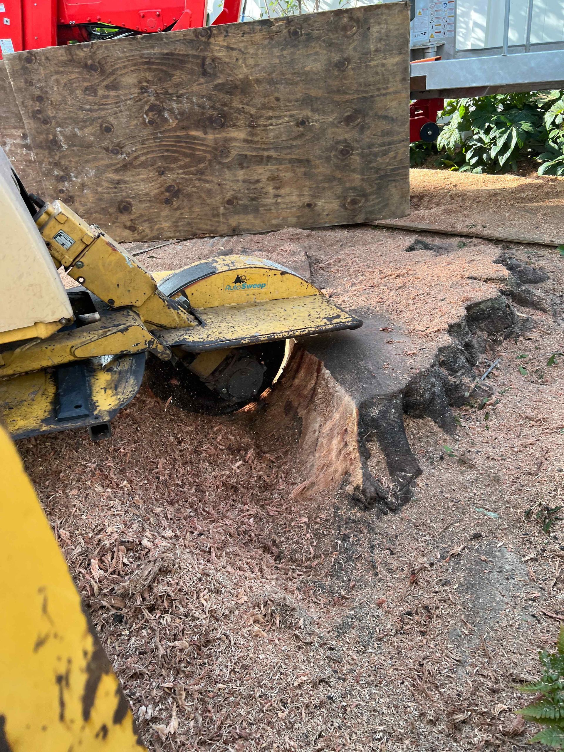 Yellow stump grinder in action, grinding wood into sawdust in a yard.