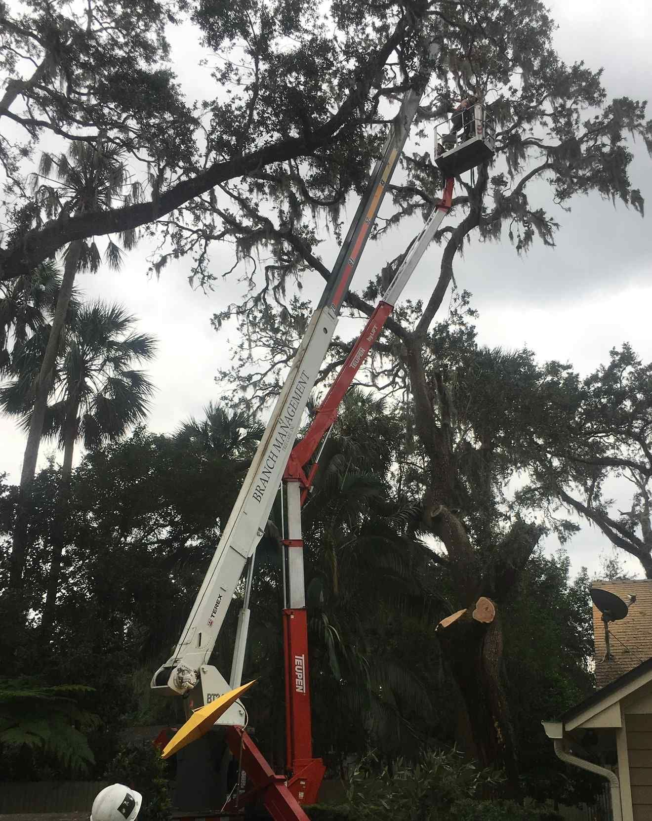 A tree trimming crew in a bucket lift, cutting limbs from a large tree. Overcast sky.