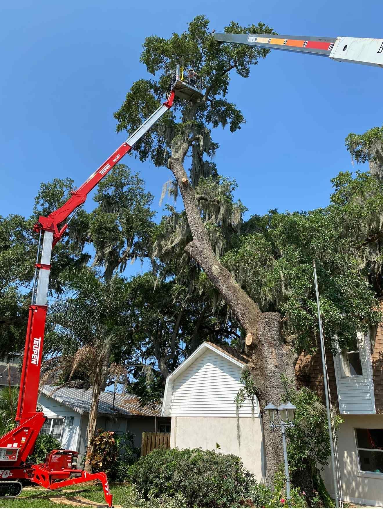 Red crane trimming a large tree next to a house under a clear blue sky.