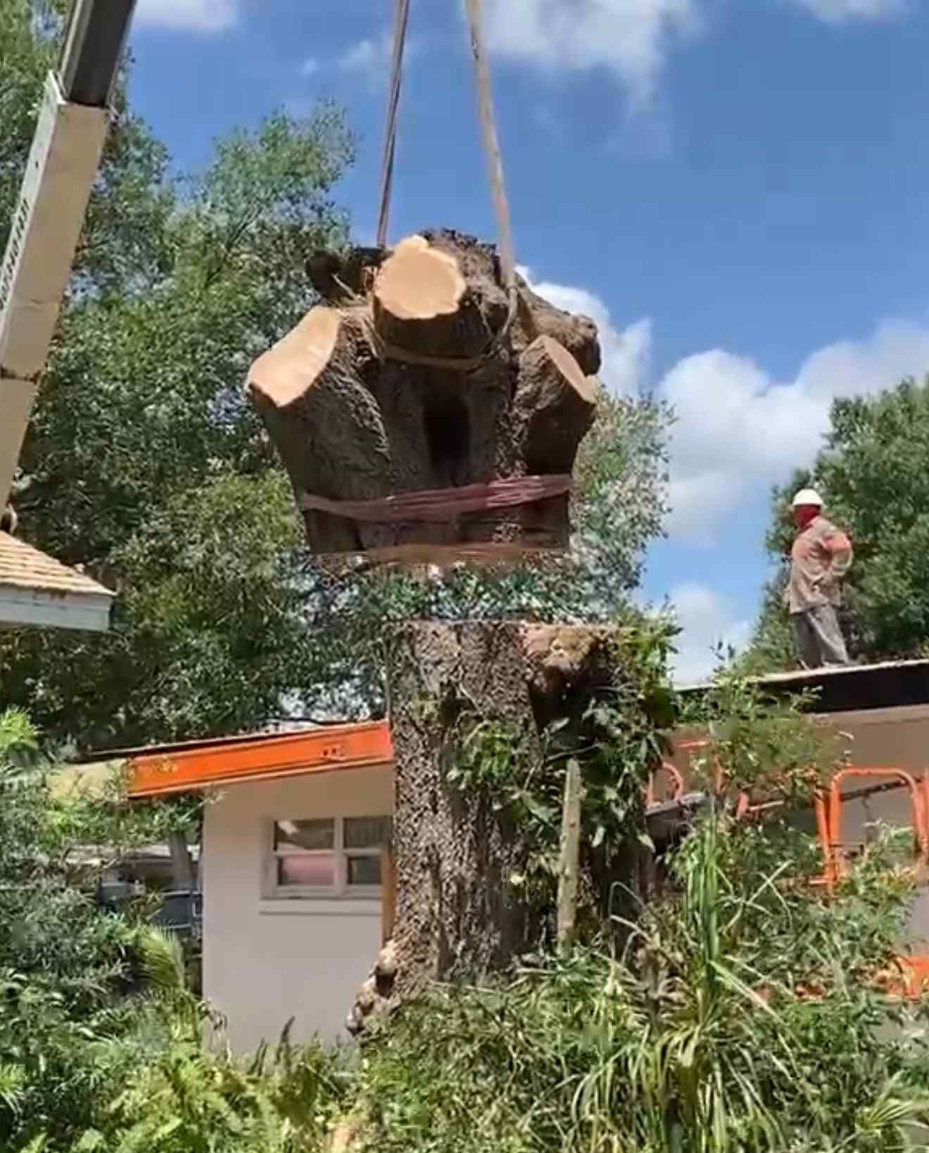 A large tree stump being lifted by a crane; a worker in a hard hat watches.