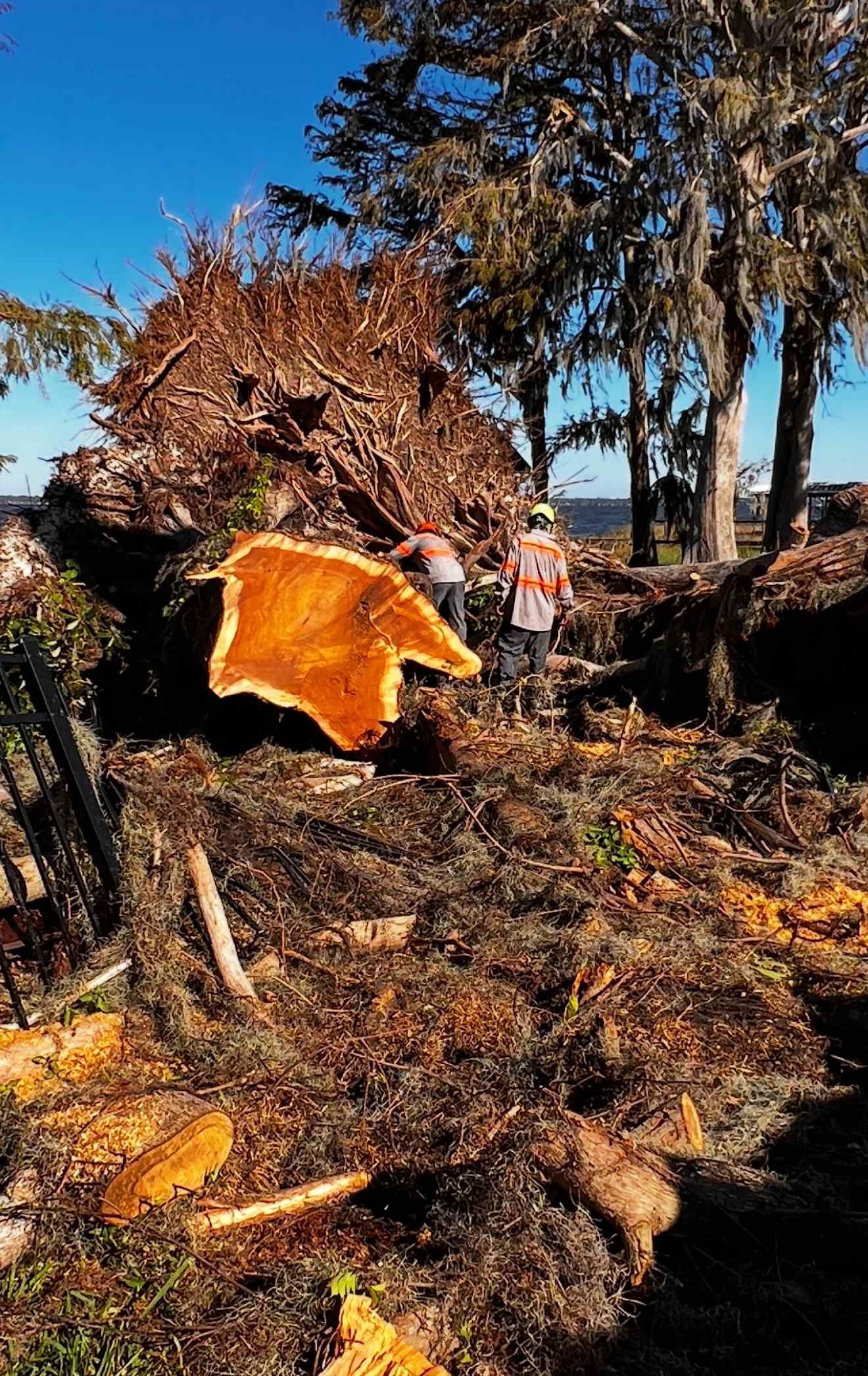 A large, freshly cut tree stump with workers nearby, surrounded by debris, under a blue sky.