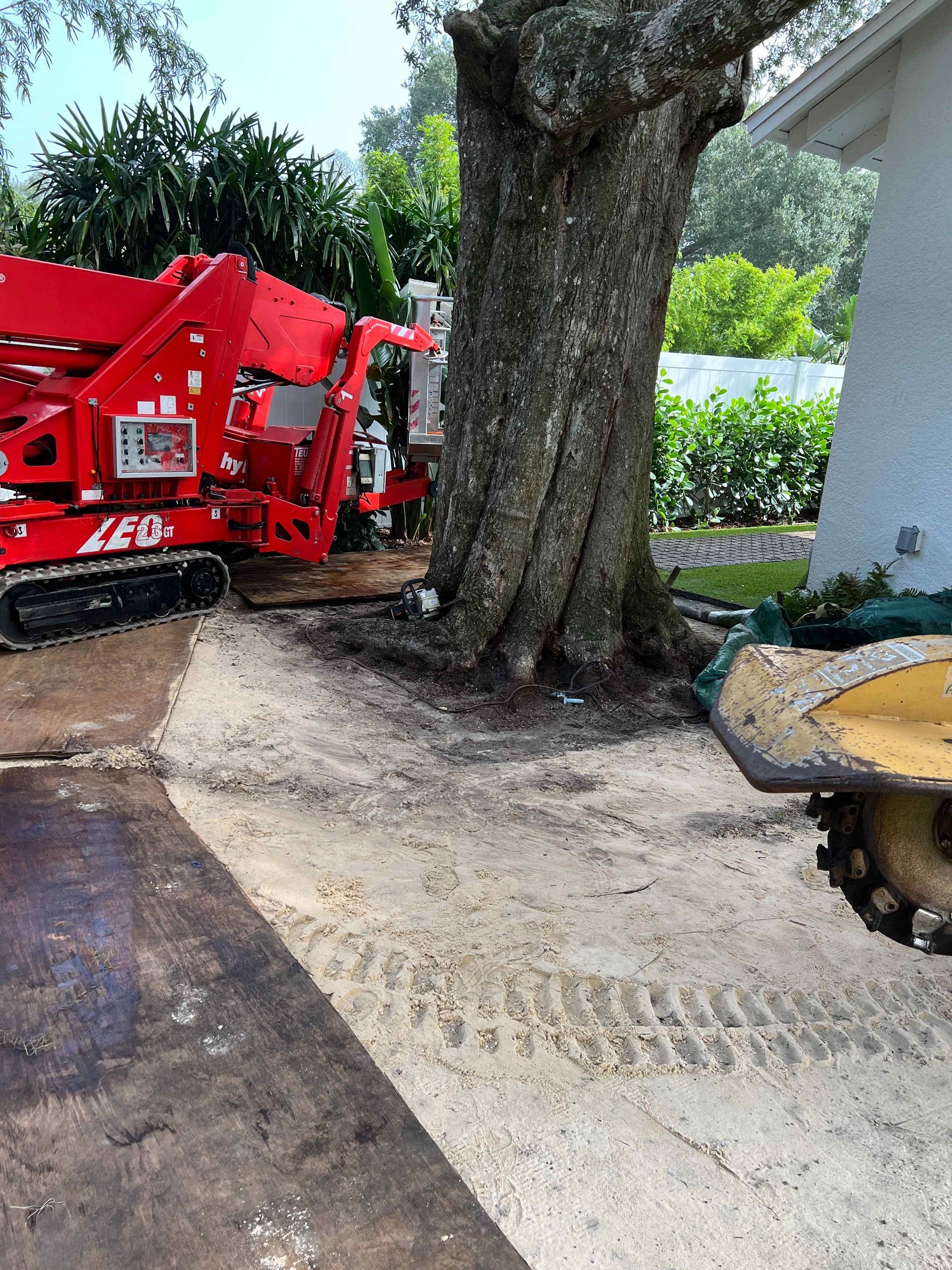 A red machine grinds at the base of a tree, near a building. Light-colored dirt is spread around the tree.