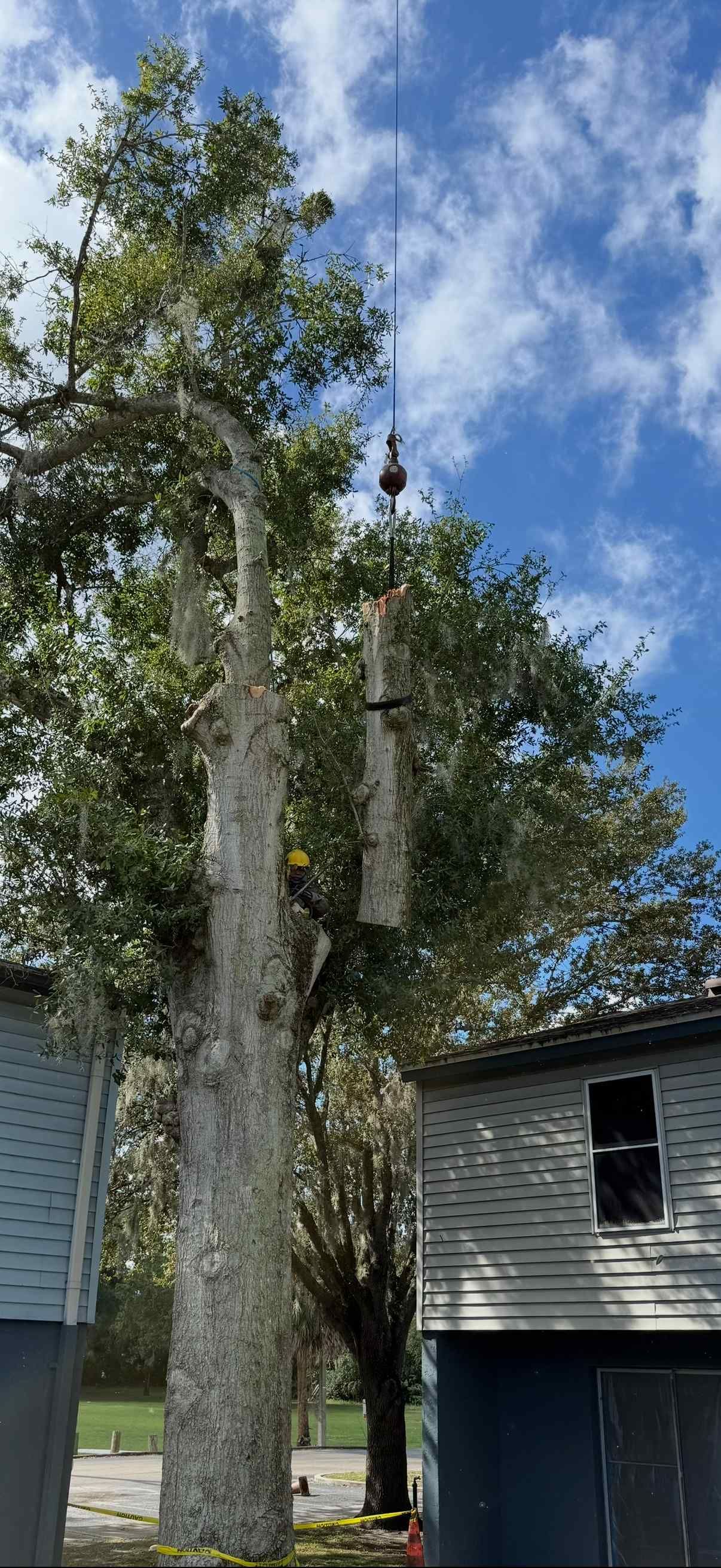 Tall tree with grey bark and green leaves, topped by a dangling object, next to blue buildings under a cloudy sky.