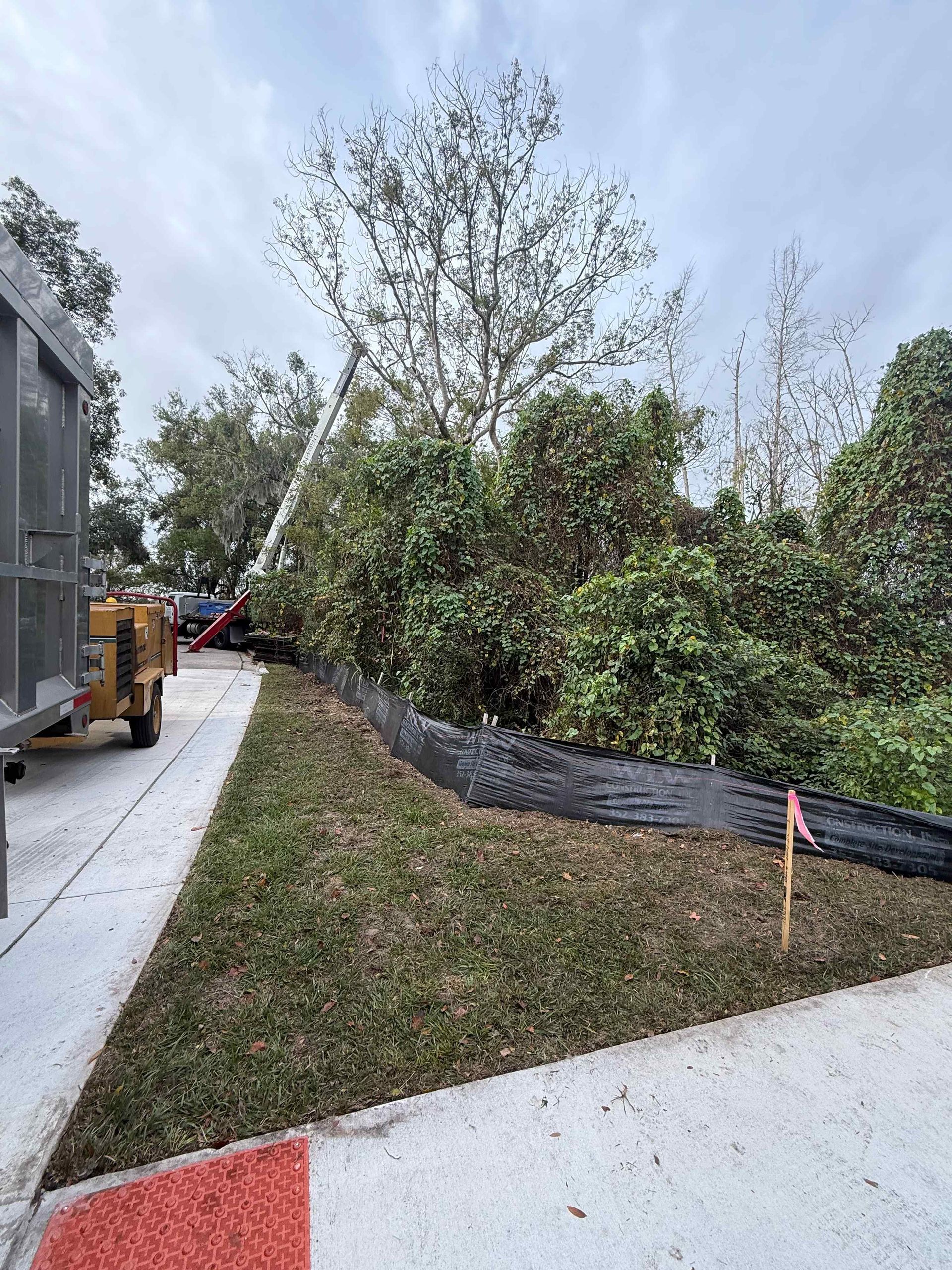 Tree being trimmed next to a driveway; a truck and lift are visible, with foliage and grass in the foreground.