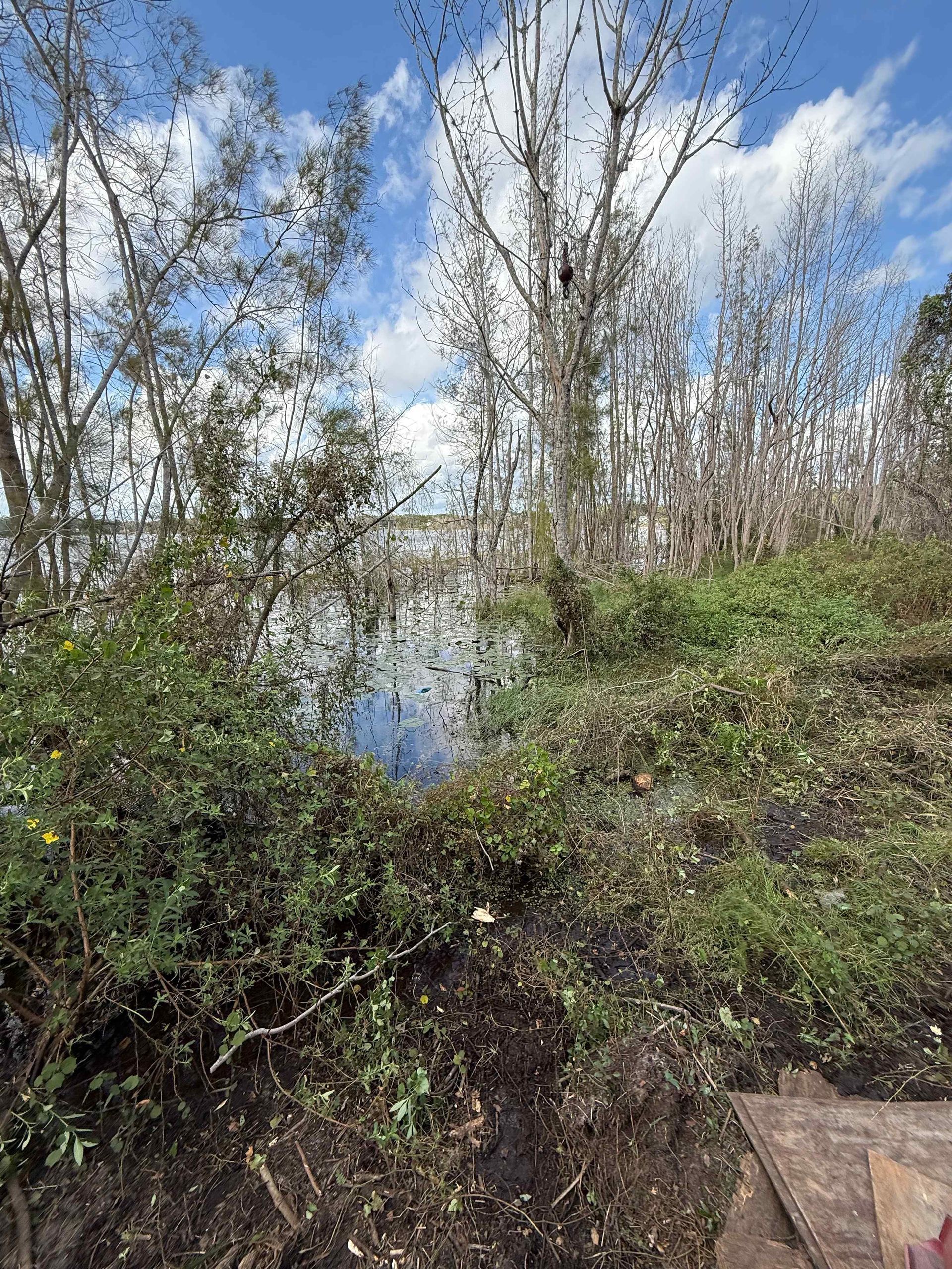 Lush green vegetation bordering a body of water under a partly cloudy sky, bare trees in the background.