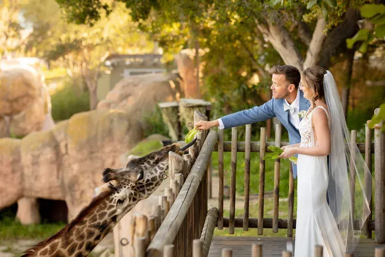 Bride and groom feeding a giraffe at a zoo enclosure