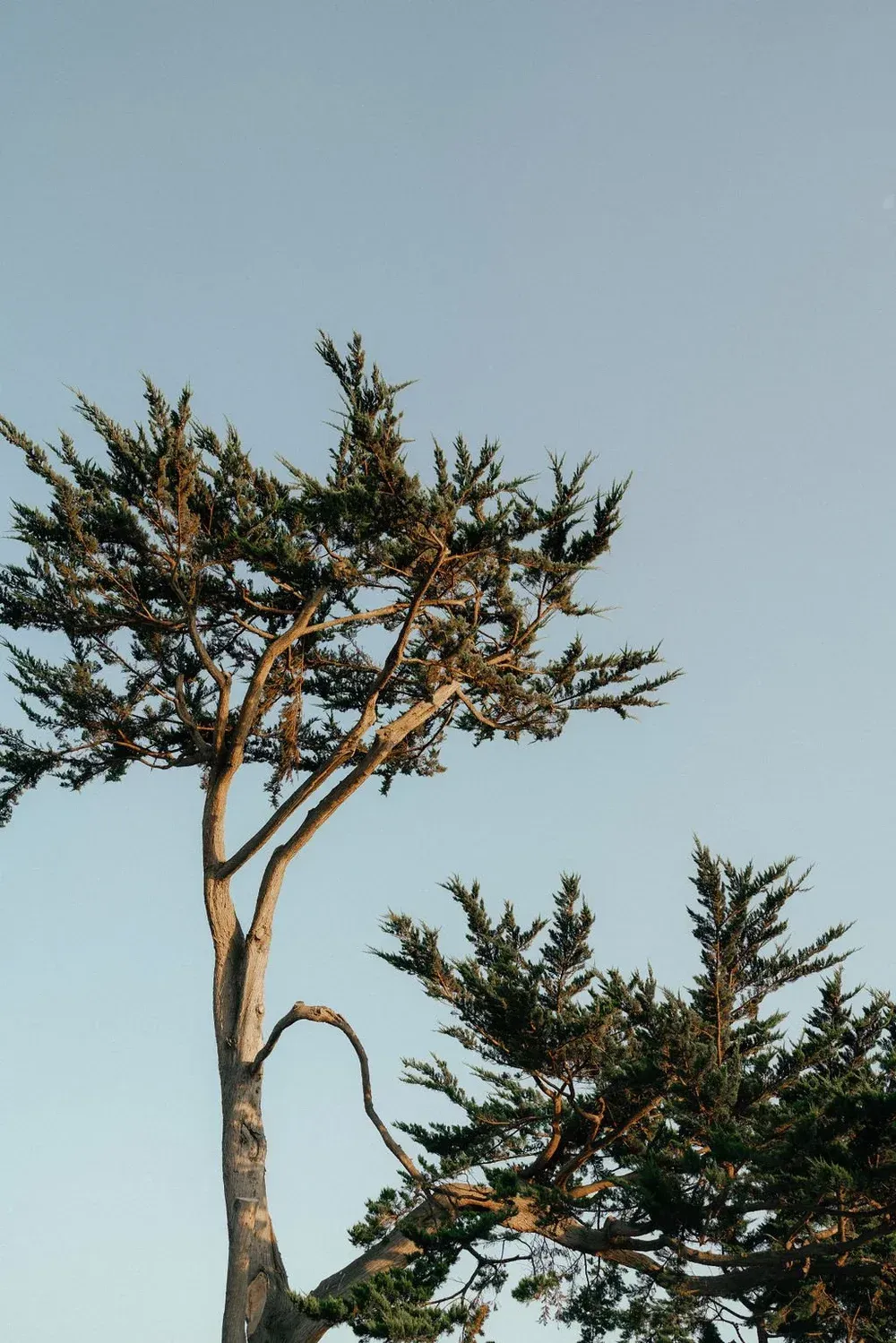 Tall tree with sparse branches silhouetted against a pale blue sky, with another tree top below.