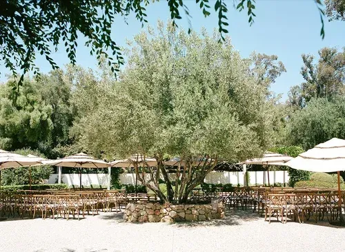 Outdoor café patio with beige umbrellas, stone planters, and a large tree in the center under a clear sky