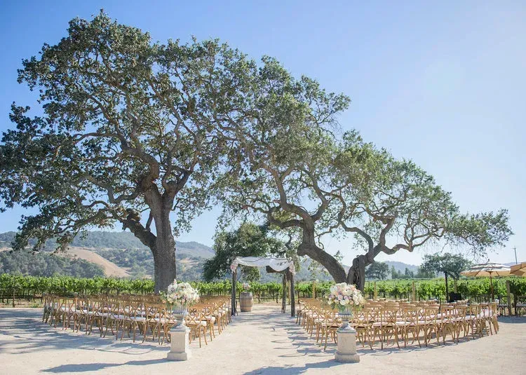 Outdoor wedding venue with white chairs, floral aisle, and large trees under a clear blue sky
