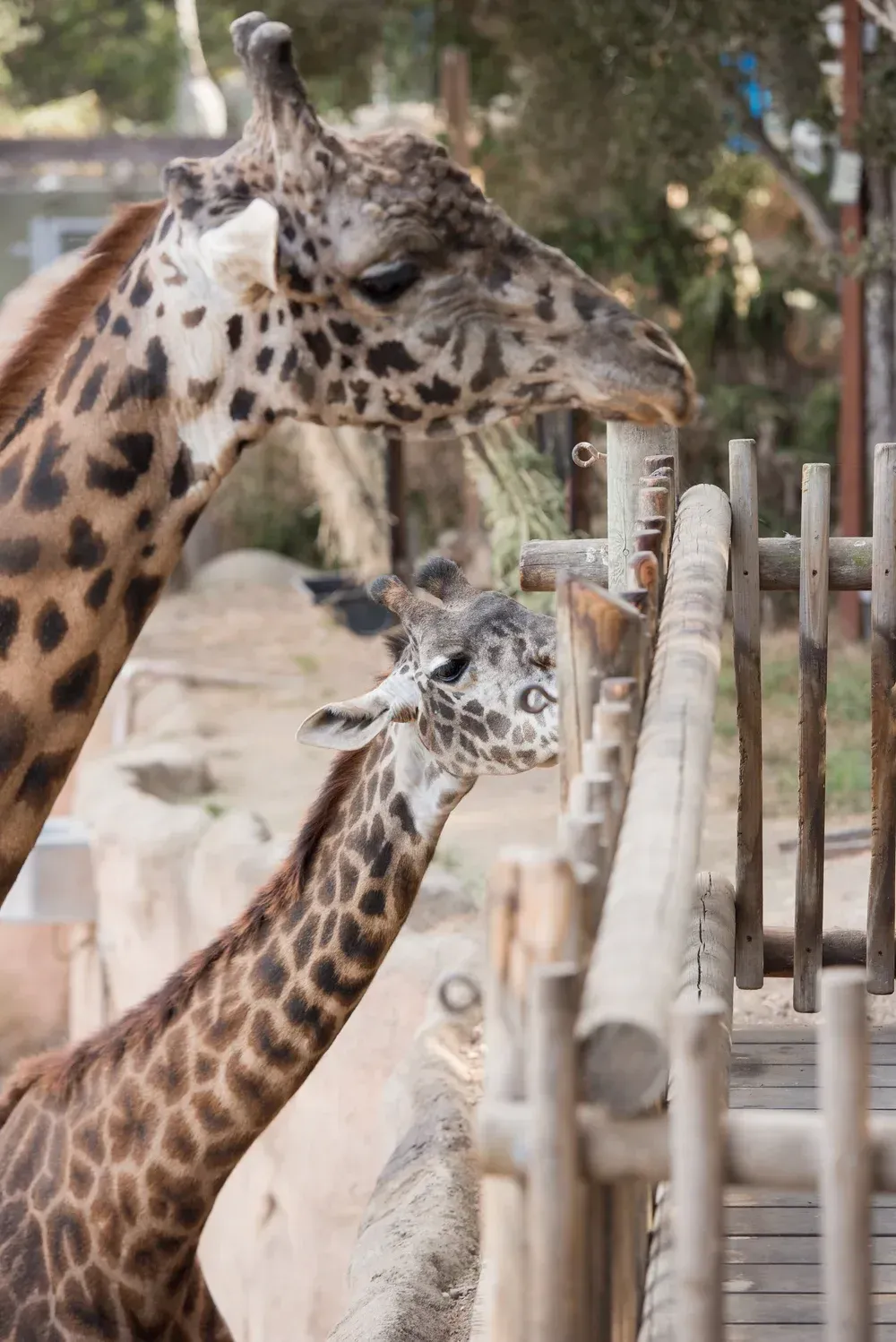 Two giraffes standing by a fence in a zoo enclosure