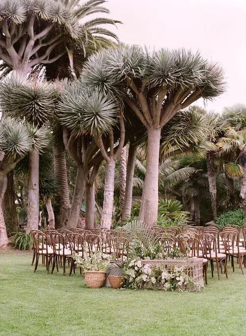Rows of wooden chairs and potted plants on a grassy lawn beneath tall palm trees
