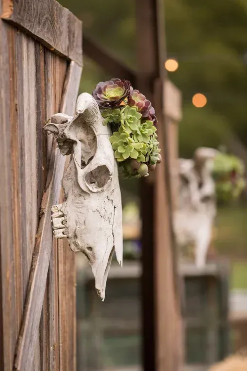 Dried animal skull mounted on a wooden fence with green and purple succulents in the background