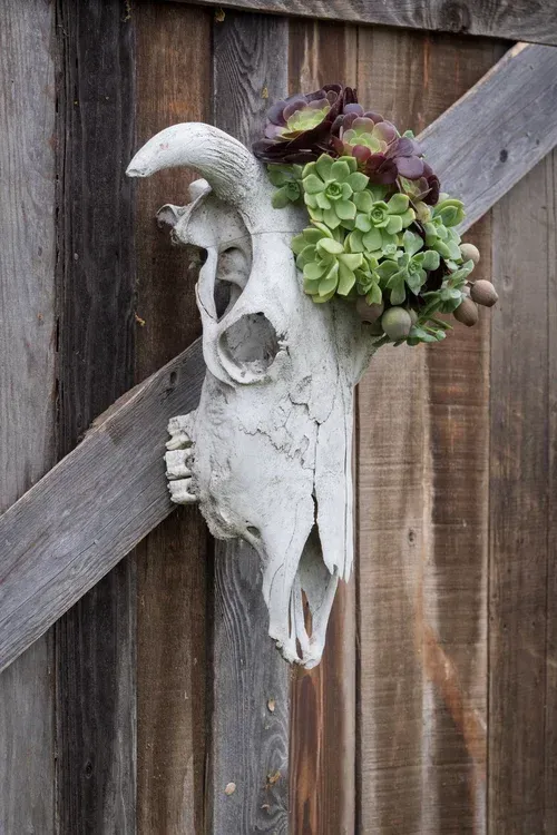 White skull-shaped planter with green and purple succulents mounted on a wooden fence