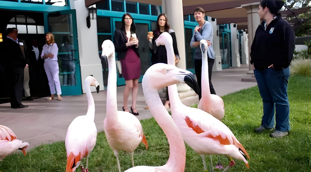 Flamingos grazing on grass in front of a building, with people watching nearby.