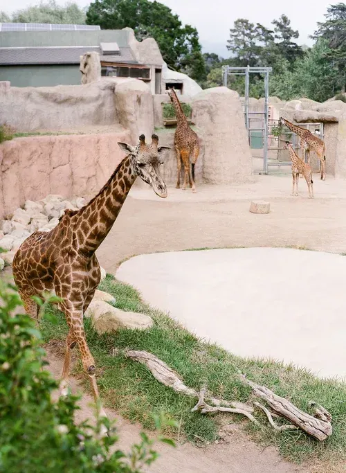 Giraffes standing in a zoo enclosure near a sandy path and rocks