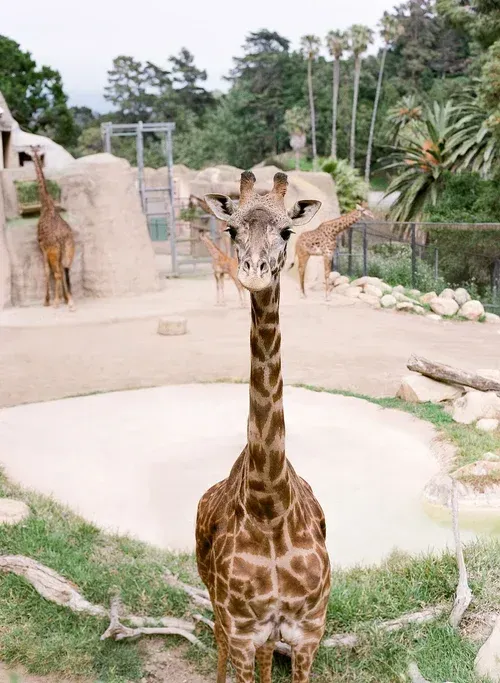 Giraffe standing in a zoo enclosure with trees, rocks, and a sandy mound in the background