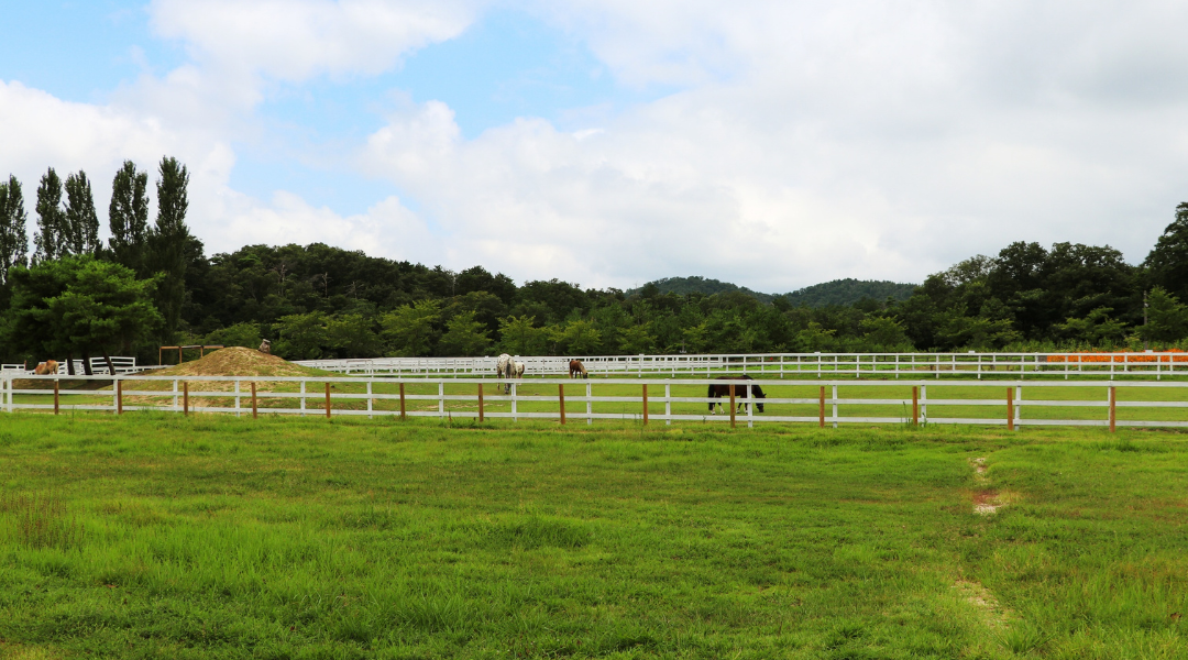 Green field with white fence and distant trees under a cloudy sky