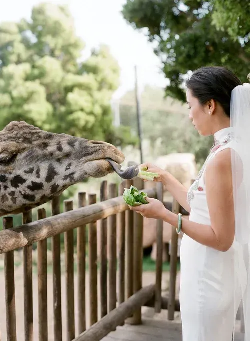 Woman feeding a giraffe at a zoo enclosure through a wooden fence