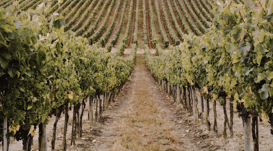 Rows of grapevines in a vineyard stretching into the distance on a dry, tan hillside.