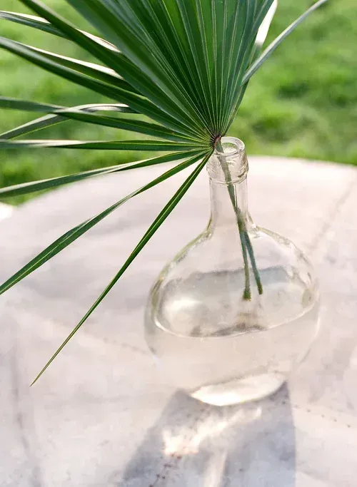 Green palm leaf in a clear glass vase on a sunlit table outdoors