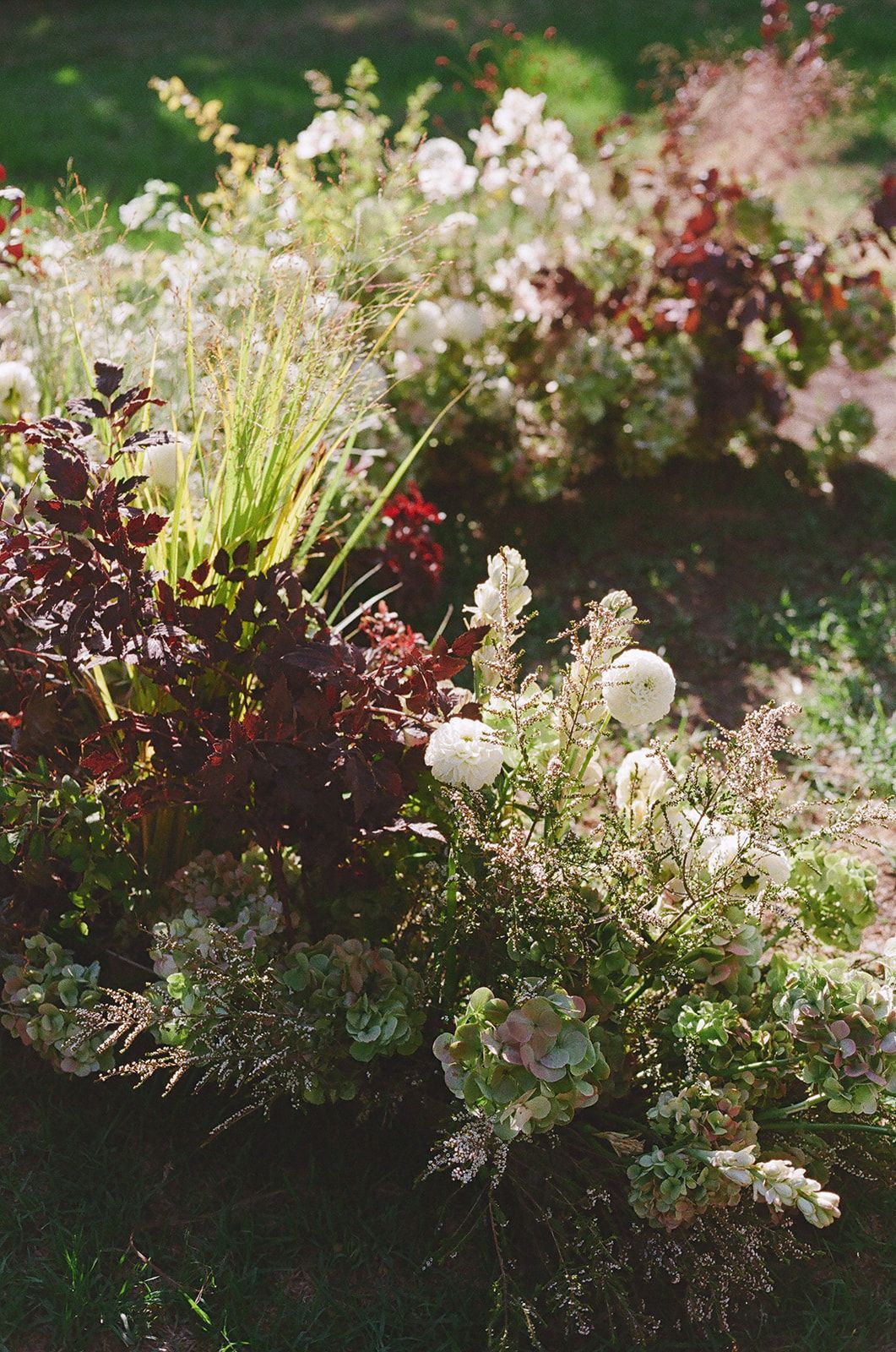 White wildflowers and red foliage growing in a sunlit garden bed