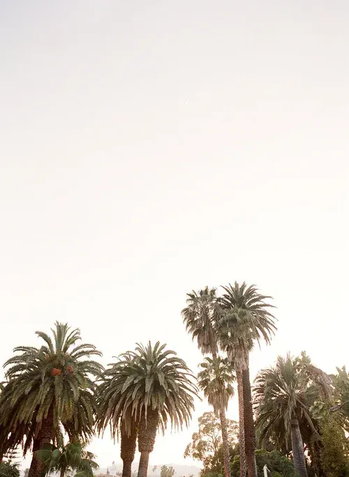 Palm trees silhouetted against a bright, pale sky at sunset