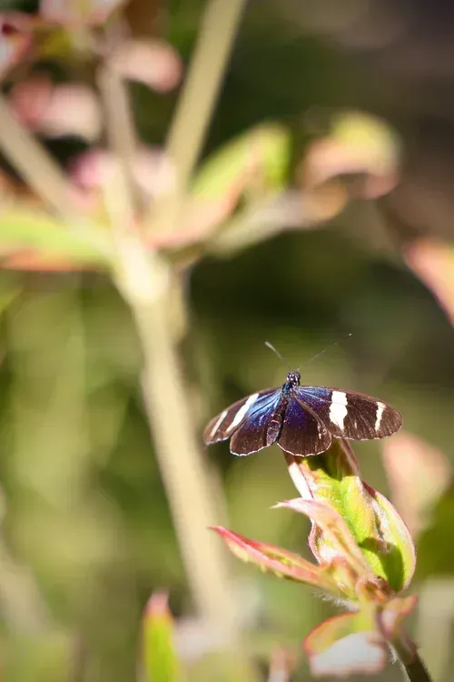 Butterfly with dark wings perched on a pink flower bud, against a soft green background
