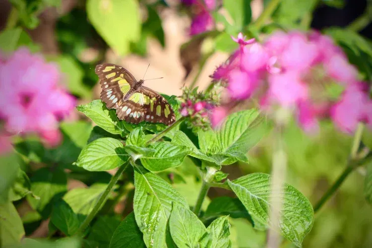 Butterfly perched on green leaves beside pink flowers in a sunny garden