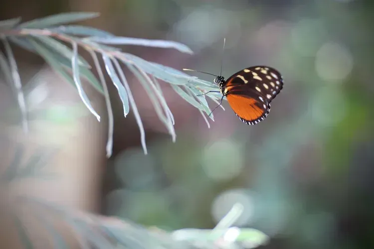 Orange butterfly perched on a pale green leaf against a blurred green background