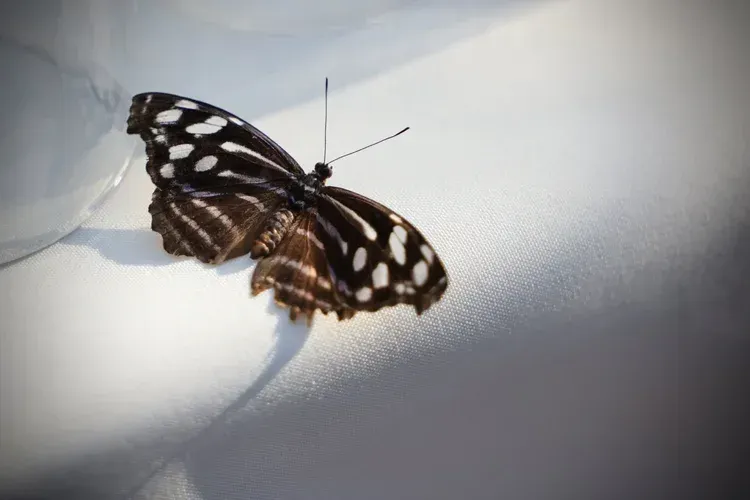 Black-and-white butterfly resting on white fabric in soft light