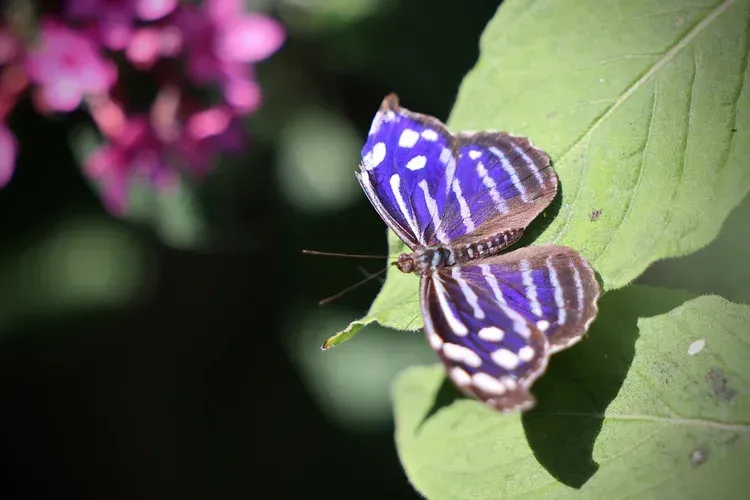 Two striped purple butterflies on a green leaf, with pink flowers blurred in the background