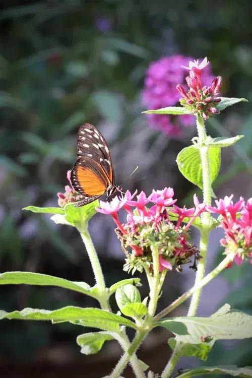 Butterfly on pink flowers in a garden with green leaves