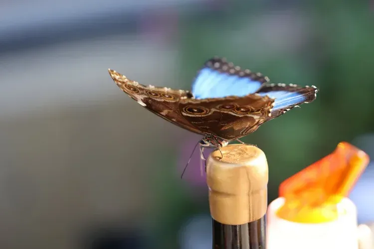 Brown butterfly perched on a bottle cap, with a blurred candle flame in the background