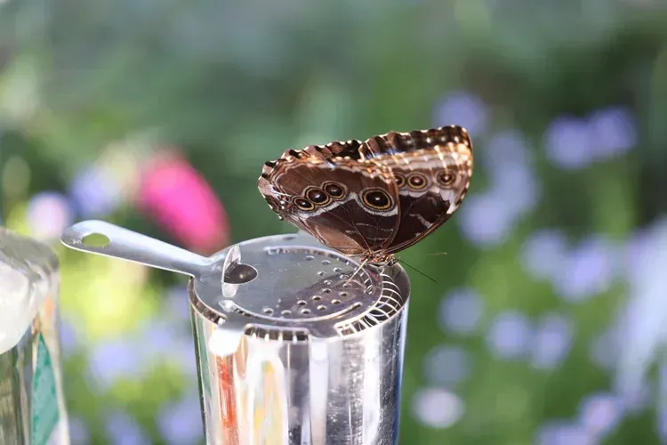 Brown butterfly perched on a metal spoon, with a blurred garden background