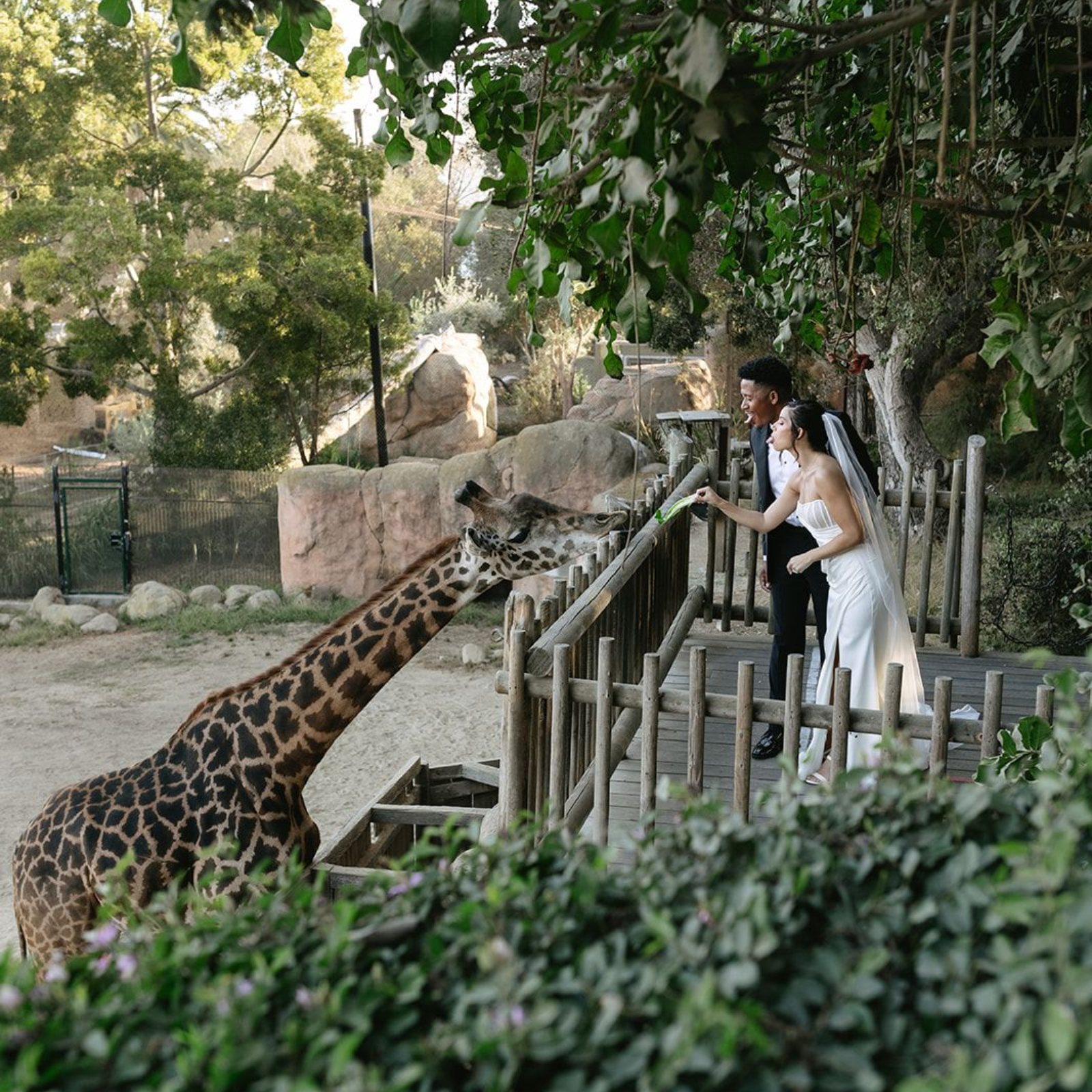 Person feeding a giraffe from a wooden platform in a leafy zoo enclosure