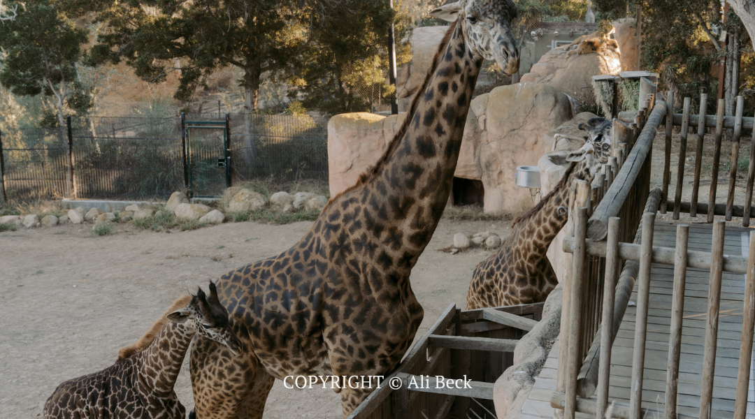 Two giraffes reaching for leaves near a wooden feeding platform at a zoo enclosure.