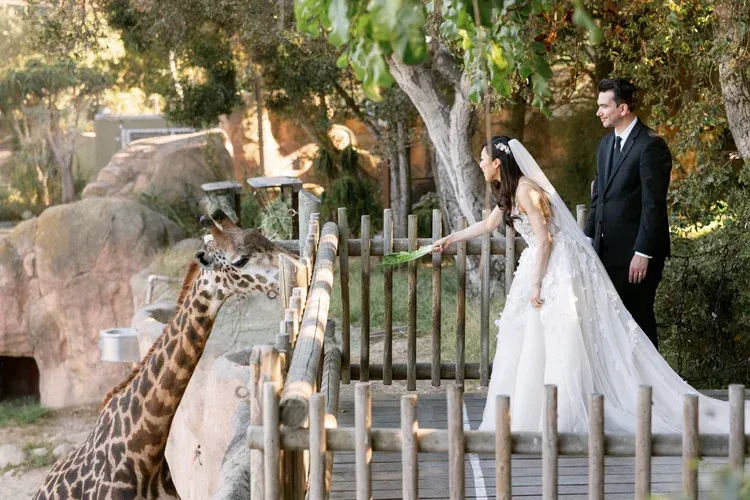 Bride in white dress and groom in black suit stand by a fence, reaching toward a giraffe at a zoo.