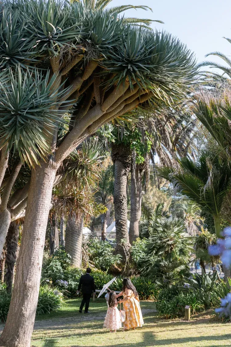 Two people in formal dresses walking through a lush palm garden, with one person in black nearby