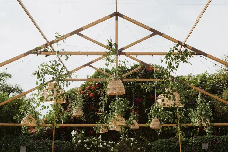 Plants growing on a trellised greenhouse frame with hanging baskets and dense greenery