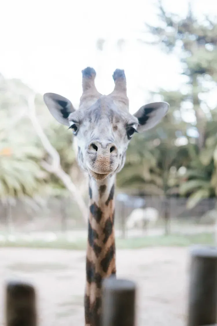 Giraffe facing camera with patterned neck in a bright outdoor enclosure