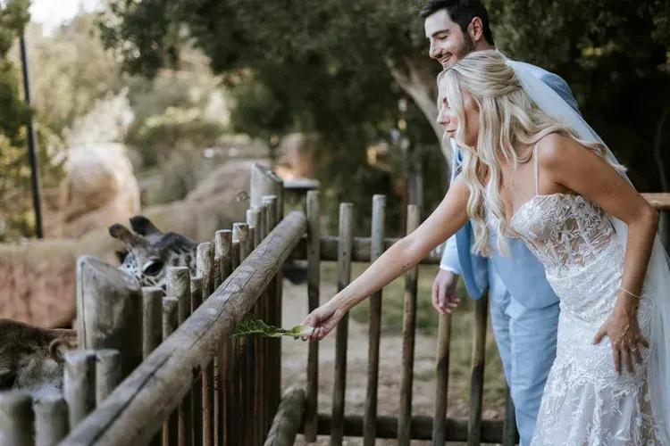 A couple in formal attire leans over a fence to feed lemurs in a wooded enclosure.