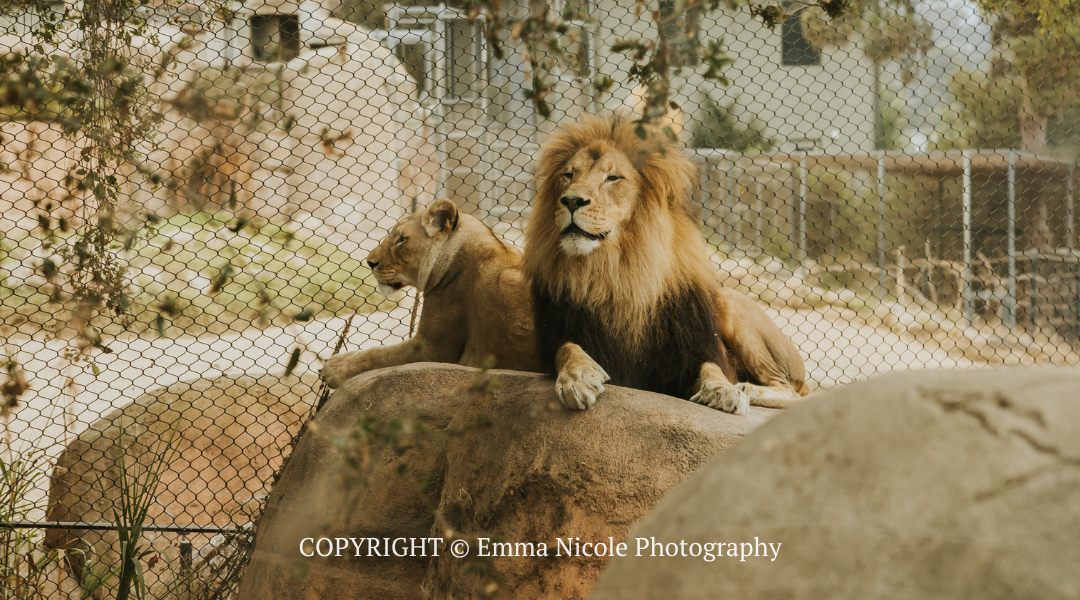 A male lion and lioness rest on a large rock in a fenced zoo enclosure.