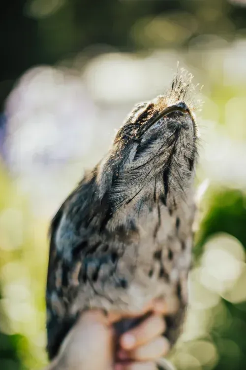 Hand holding a small gray-brown bird against a blurred outdoor background