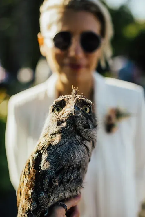 Owl perched on a hand in front of a blurred person in a white jacket and sunglasses