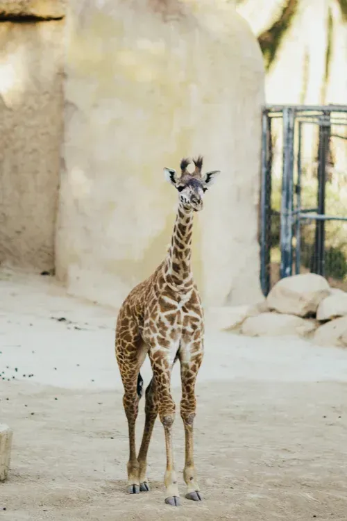 Giraffe standing on sandy ground beside a beige wall and metal fence.