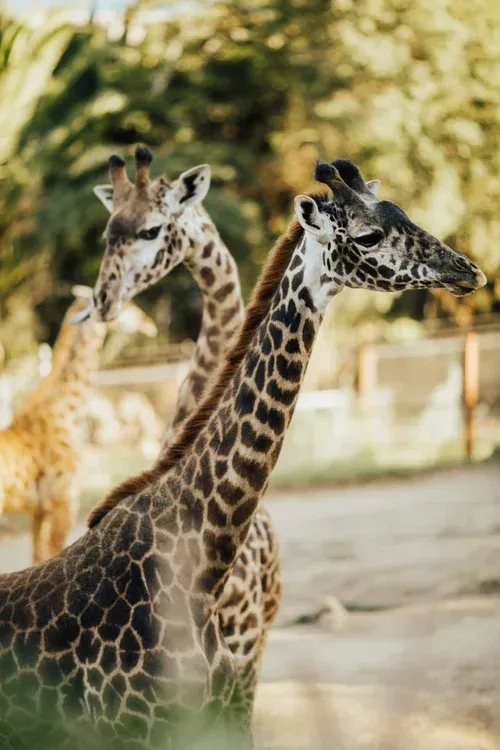 Two giraffes standing in a sunlit zoo enclosure, one in the foreground and one behind.
