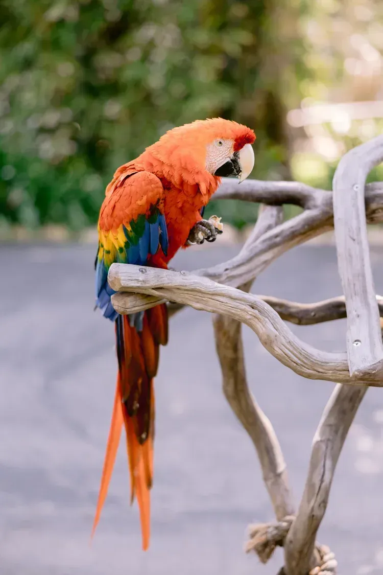 Colorful macaw perched on twisting branches, preening against a blurred green background.