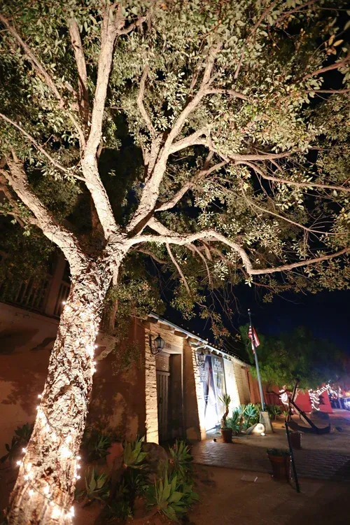 Illuminated tree beside a building at night on a quiet street