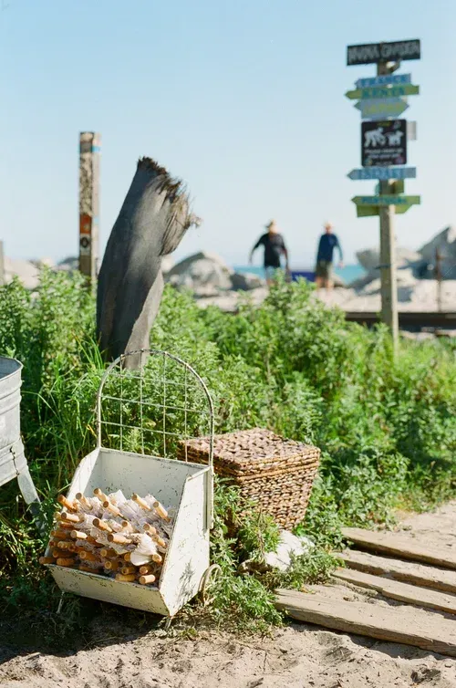 Coastal garden path with driftwood, a signpost, and two people walking near the shoreline