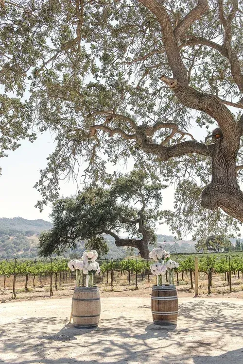 Oak tree shading two wooden barrels and a flower arrangement in a sunny vineyard.